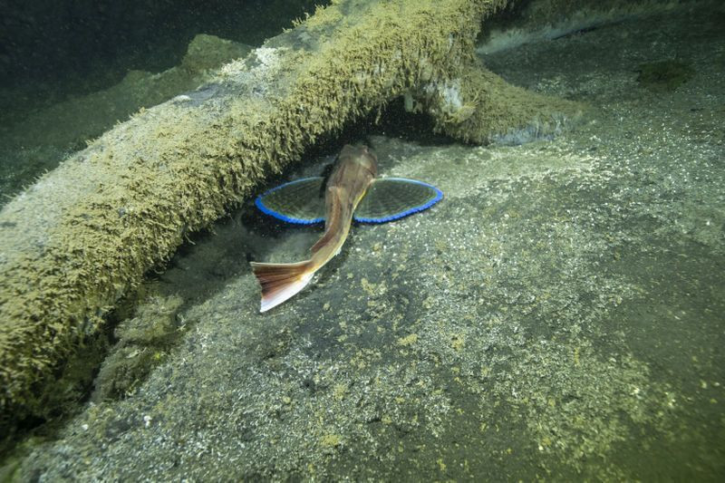 17 Ağustos Marmara Depremi’nin batık şehri su altında görüntülendi! - Resim: 17