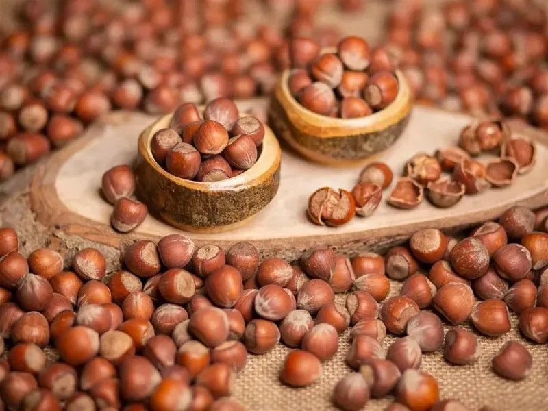 Fındıkta rekor sezon kapıda mı? TMO fiyatı bekleniyor, 300 TL iddiası gündemde - Resim: 4