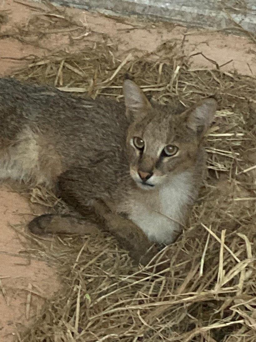 Bitkin halde bulundu! Soyu tükenme tehlikesindeki saz kedisi Aydın’da görüldü - Resim : 1