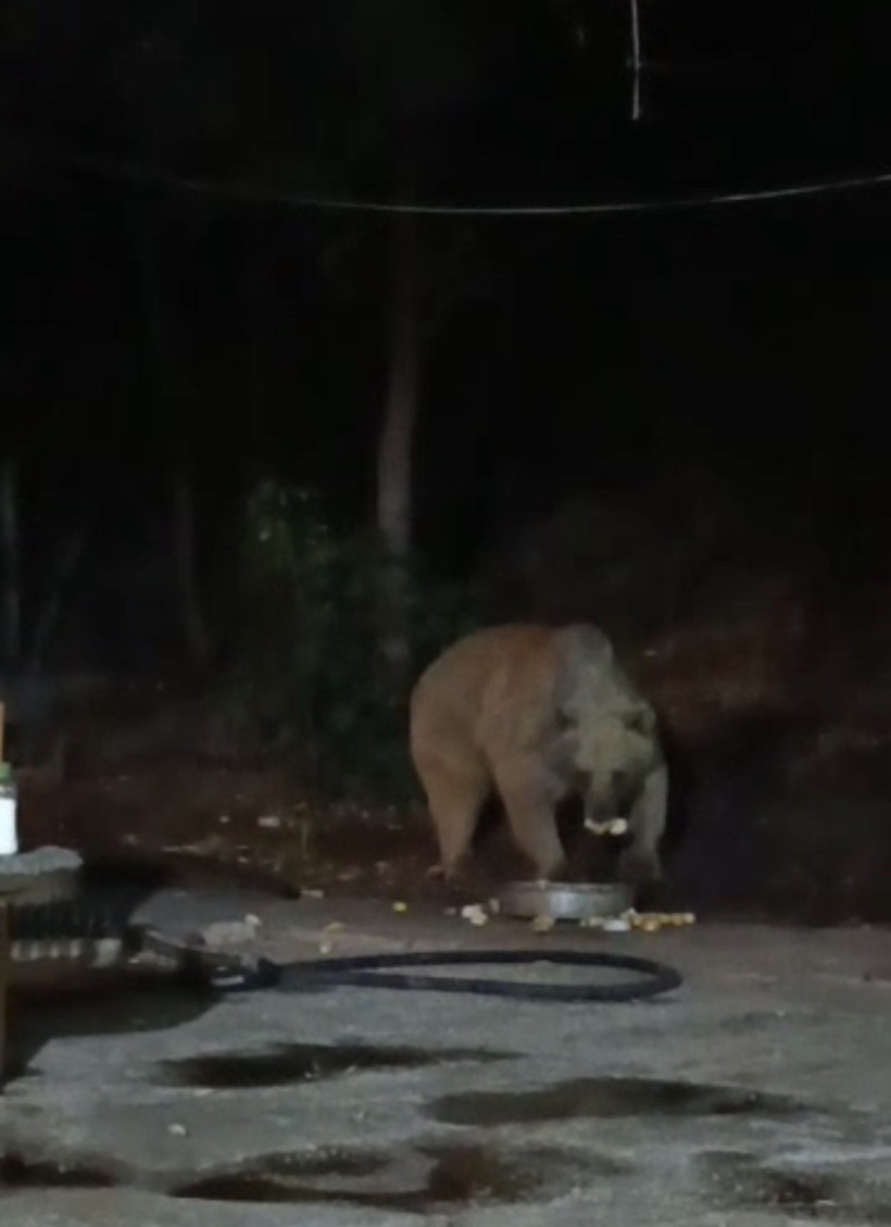 Bingöl Kiğı’da şantiyeye ayı indi! O anlar kameraya böyle yansıdı - Resim : 1