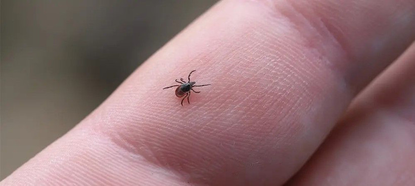 Keneler tek seferde 15 bin yumurta bırakıyor: Uzmanlardan hayati uyarı - Resim: 6