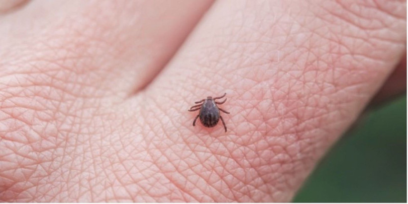Keneler tek seferde 15 bin yumurta bırakıyor: Uzmanlardan hayati uyarı - Resim: 2
