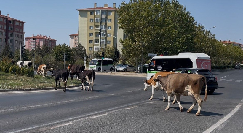 Trafikte sıra dışı anlar: Kaçak inekler şehir merkezine indi - Resim: 1