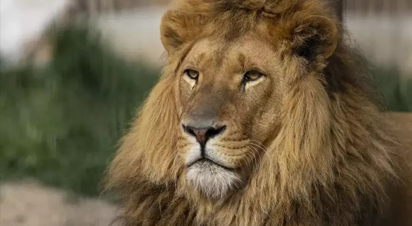 Hayvanat bahçesinden akıl almaz çağrı: Evcil hayvanınızı getirin, yırtıcılara yem yapalım - Resim: 1