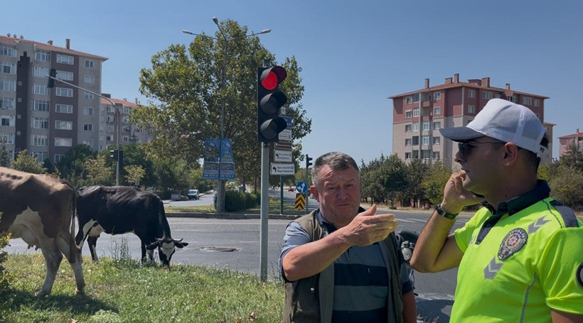 Trafikte sıra dışı anlar: Kaçak inekler şehir merkezine indi - Resim: 4