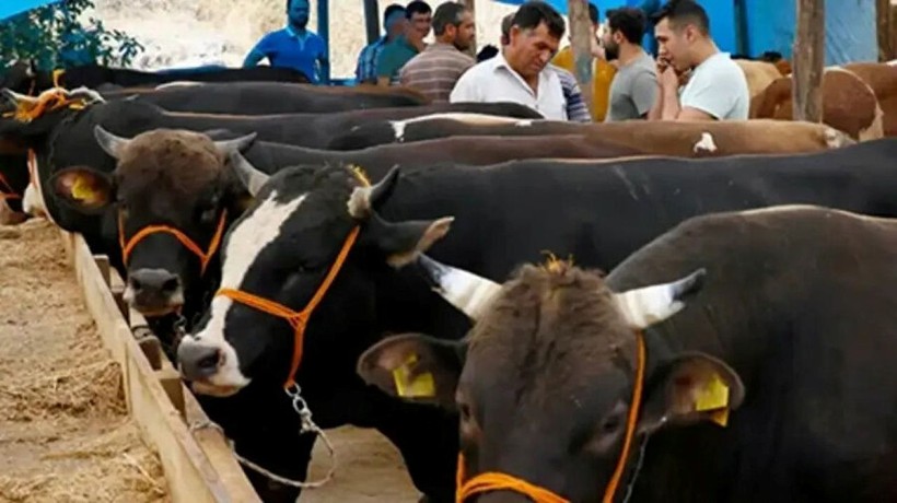 2025 kurbanlık fiyatları belli oldu: İl il küçükbaş ve büyükbaş fiyat listesi - Resim: 11