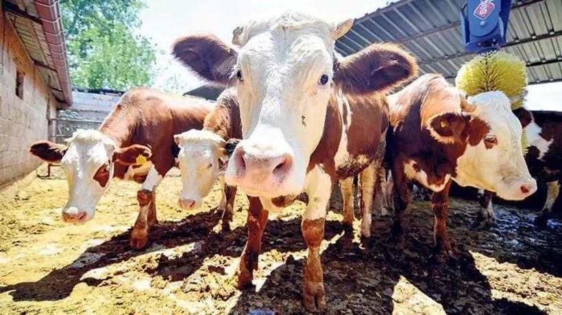 2025 kurbanlık fiyatları belli oldu: İl il küçükbaş ve büyükbaş fiyat listesi - Resim: 5