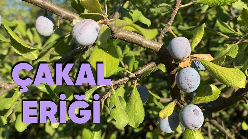 Çakal eriği meyvesi nedir? Türkiye'nin gizemli meyvesi çakal eriği!