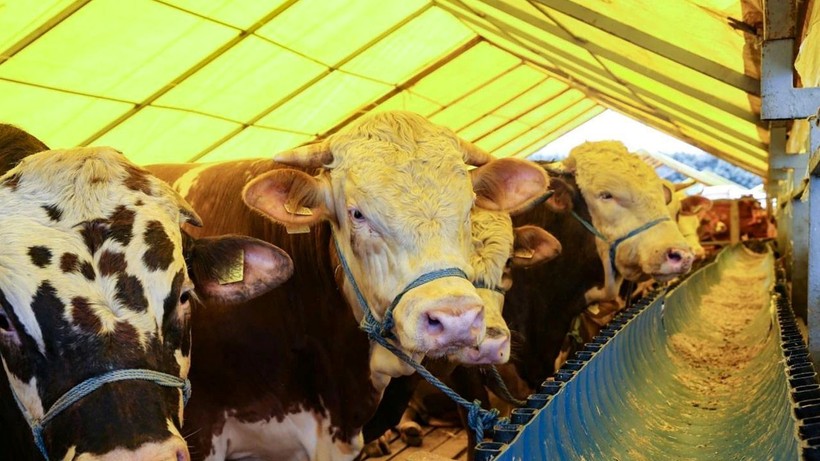 2025 kurbanlık fiyatları belli oldu: İl il küçükbaş ve büyükbaş fiyat listesi - Resim: 15
