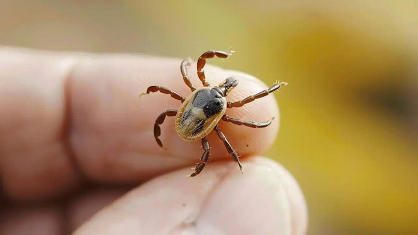 Uzmanlardan ülke geneline uyarı: Keneler yayılıyor! - Resim: 8