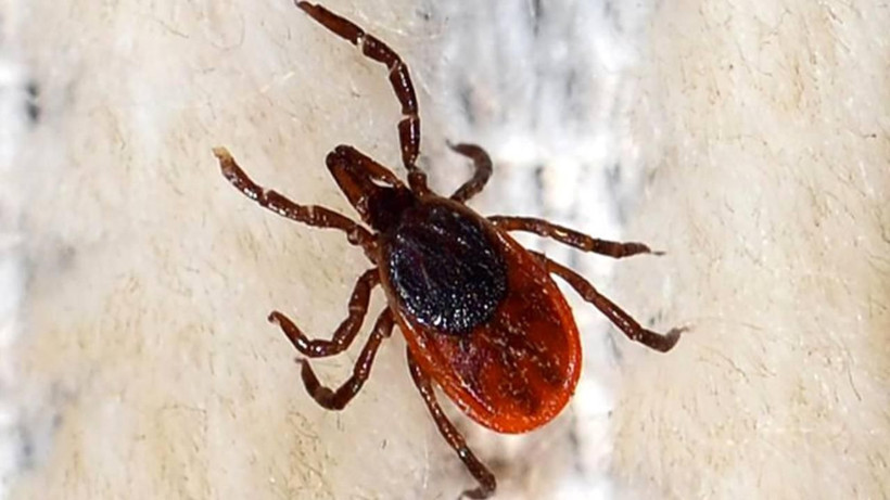 Uzmanlardan ülke geneline uyarı: Keneler yayılıyor! - Resim: 6