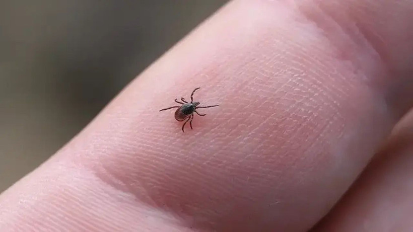 Uzmanlardan ülke geneline uyarı: Keneler yayılıyor! - Resim: 7