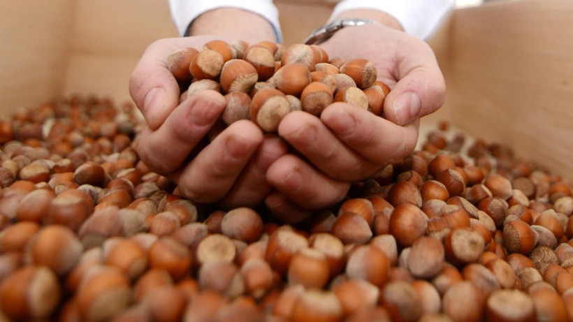 Fındıkta rekor sezon kapıda mı? TMO fiyatı bekleniyor, 300 TL iddiası gündemde - Resim: 9