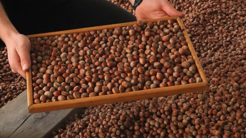 Fındıkta rekor sezon kapıda mı? TMO fiyatı bekleniyor, 300 TL iddiası gündemde - Resim: 10