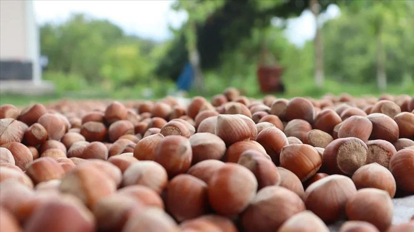 Fındıkta rekor sezon kapıda mı? TMO fiyatı bekleniyor, 300 TL iddiası gündemde - Resim: 6