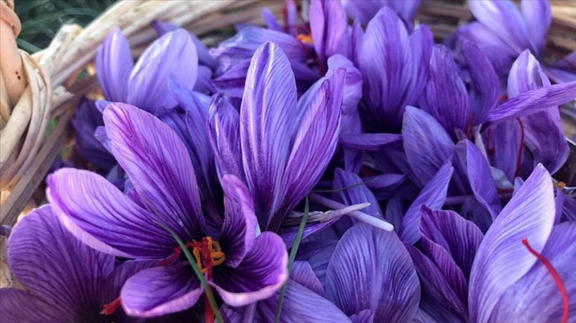 Dünyanın en pahalı baharatı! Bu ürün sadece bir ilçede yetişiyor - Resim: 8