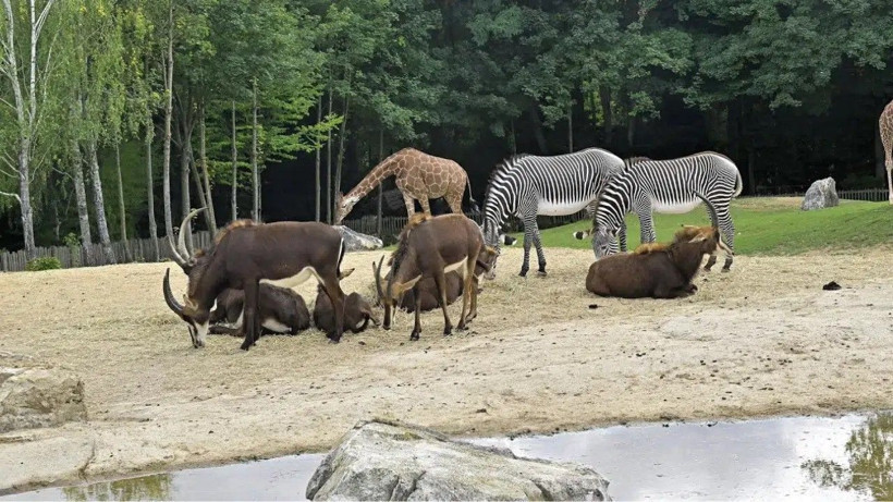 Hayvanat bahçesinden akıl almaz çağrı: Evcil hayvanınızı getirin, yırtıcılara yem yapalım - Resim: 2
