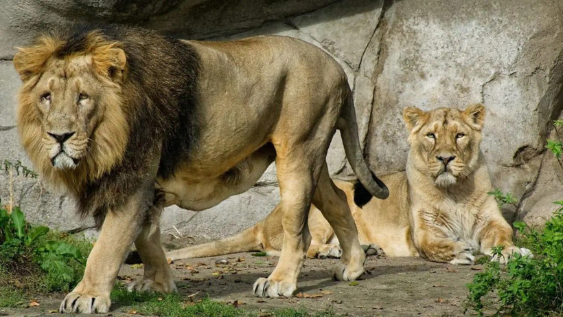 Hayvanat bahçesinden akıl almaz çağrı: Evcil hayvanınızı getirin, yırtıcılara yem yapalım - Resim: 4