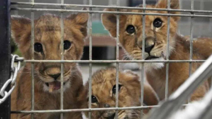 Hayvanat bahçesinden akıl almaz çağrı: Evcil hayvanınızı getirin, yırtıcılara yem yapalım - Resim: 5