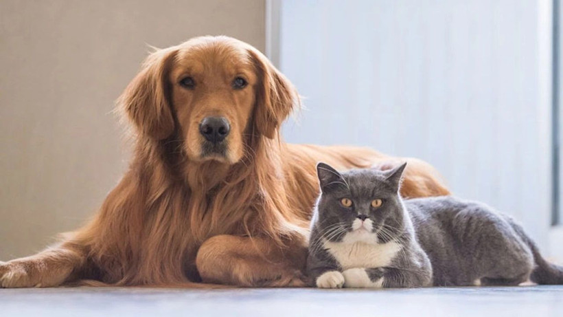 Hayvanat bahçesinden akıl almaz çağrı: Evcil hayvanınızı getirin, yırtıcılara yem yapalım - Resim: 6