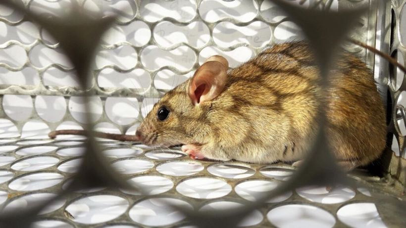 Kanamalı ateşle başlayan salgın korkutuyor: 162 can kaybı - Resim: 6