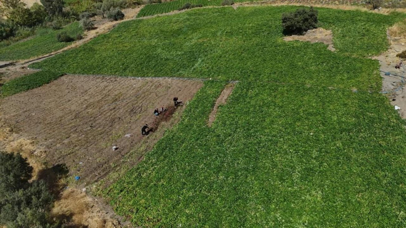 Fiyatı dudak uçuklatıyor! Hatay’da şifa deposu tatlı patatesin hasadı başladı - Resim: 4