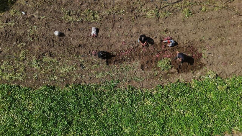 Fiyatı dudak uçuklatıyor! Hatay’da şifa deposu tatlı patatesin hasadı başladı - Resim: 5