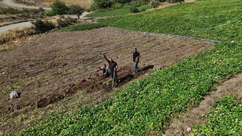 Fiyatı dudak uçuklatıyor! Hatay’da şifa deposu tatlı patatesin hasadı başladı - Resim: 6