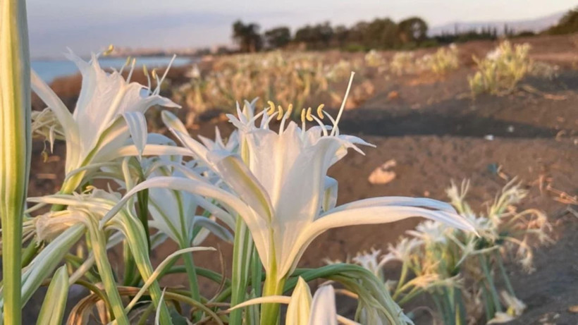 Sakın dokunmayın! Bu çiçeği koparmanın cezası dudak uçuklatıyor: Tam 2 milyon 800 bin lira! - Resim: 2