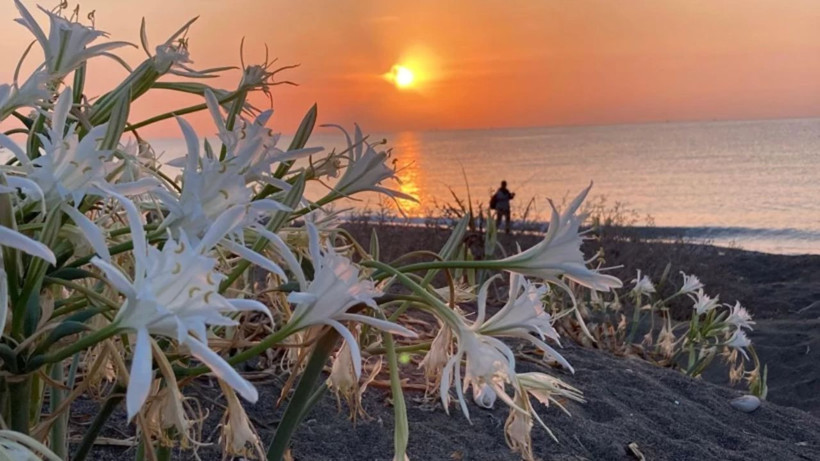 Sakın dokunmayın! Bu çiçeği koparmanın cezası dudak uçuklatıyor: Tam 2 milyon 800 bin lira! - Resim: 1