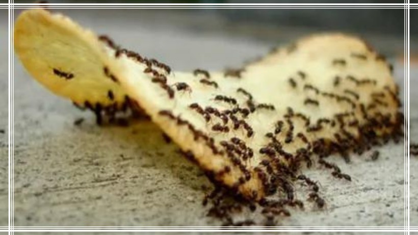 Karıncaların Ayağını Evinizden Kesin! Evinizde Taht Kuran Karıncalara Dur Deyin! - Resim: 2