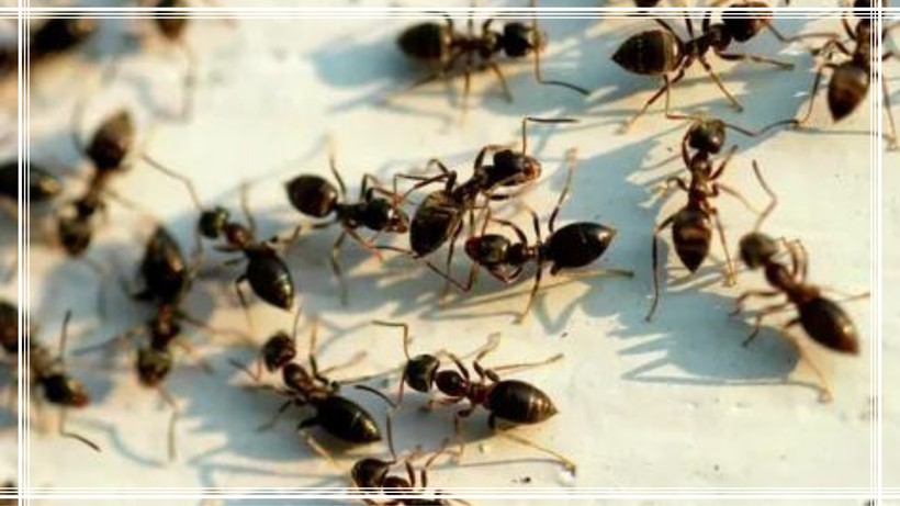 Karıncaların Ayağını Evinizden Kesin! Evinizde Taht Kuran Karıncalara Dur Deyin! - Resim: 1