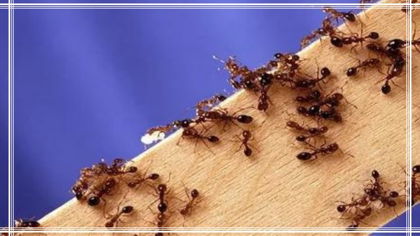 Karıncaların Ayağını Evinizden Kesin! Evinizde Taht Kuran Karıncalara Dur Deyin! - Resim: 4
