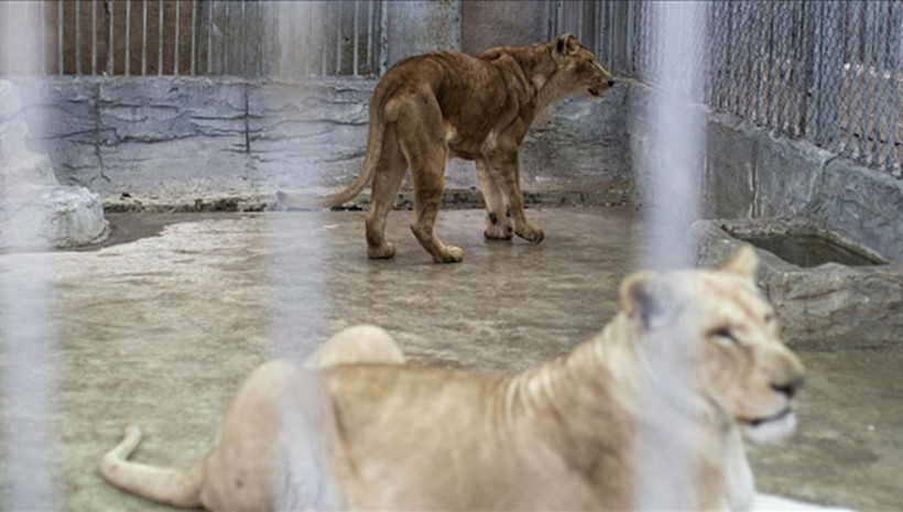 Hayvanat bahçesinden akıl almaz çağrı: Evcil hayvanınızı getirin, yırtıcılara yem yapalım - Resim: 3
