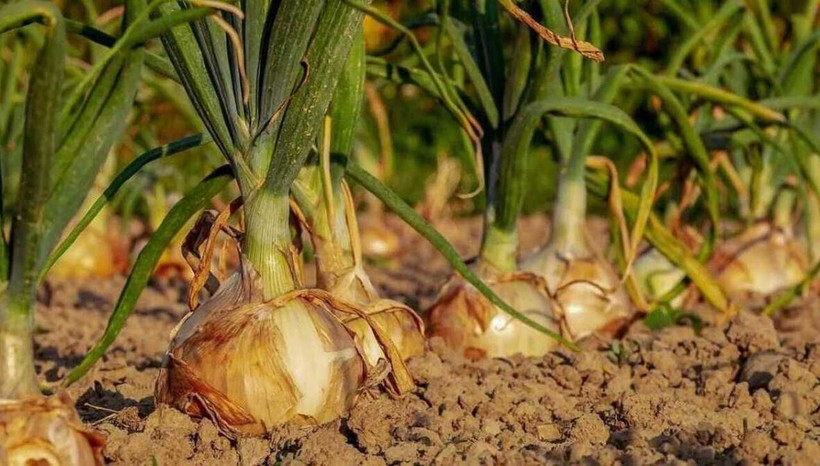 Soğanlarınız sürekli filizleniyor mu? Yanına bunu koymanız yeterli - Resim: 10