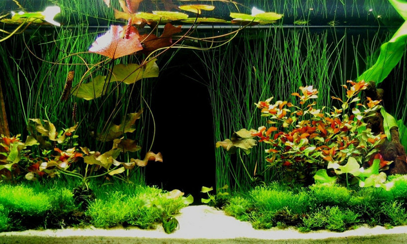 akvaryum nasıl temizlenir?