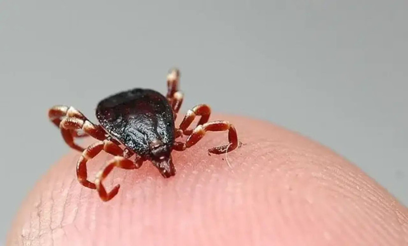 Uzmanlardan ülke geneline uyarı: Keneler yayılıyor! - Resim: 5