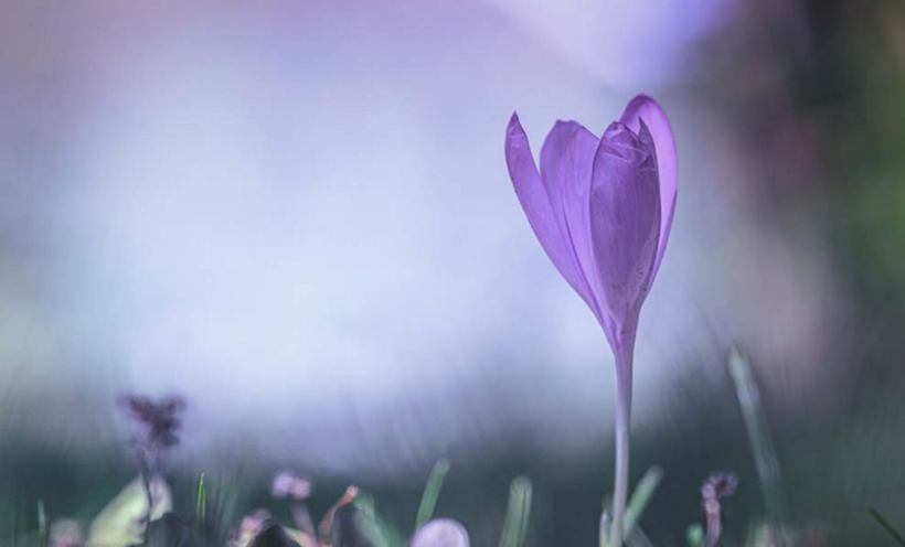 Bu çiçeği koparmak bir servete mal oluyor! Cezası tam 557 bin lira - Resim: 4