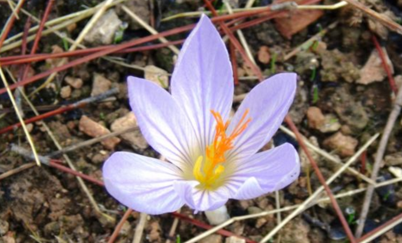 Bu çiçeği koparmak bir servete mal oluyor! Cezası tam 557 bin lira - Resim: 5