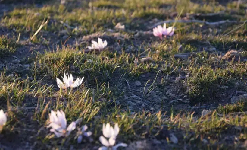 Bu çiçeği koparmak bir servete mal oluyor! Cezası tam 557 bin lira - Resim: 7