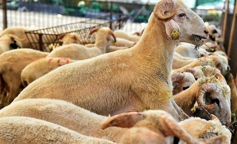 2025 kurbanlık fiyatları belli oldu: İl il küçükbaş ve büyükbaş fiyat listesi - Resim: 18