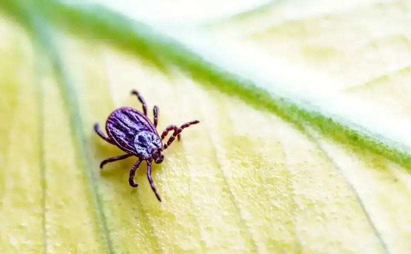 Uzmanlardan ülke geneline uyarı: Keneler yayılıyor! - Resim: 3