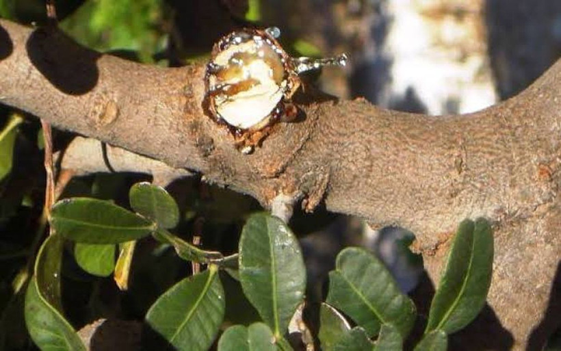 Kilogramı 20 bin lira! Türkiye’de sayısı 15 yılda 100 binden fazla arttı - Resim: 1
