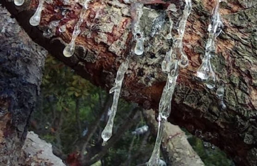 Kilosu 15 bin TL! Dünyada başka yerde yok - Resim: 4