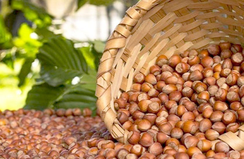 Fındıkta rekor sezon kapıda mı? TMO fiyatı bekleniyor, 300 TL iddiası gündemde - Resim: 8