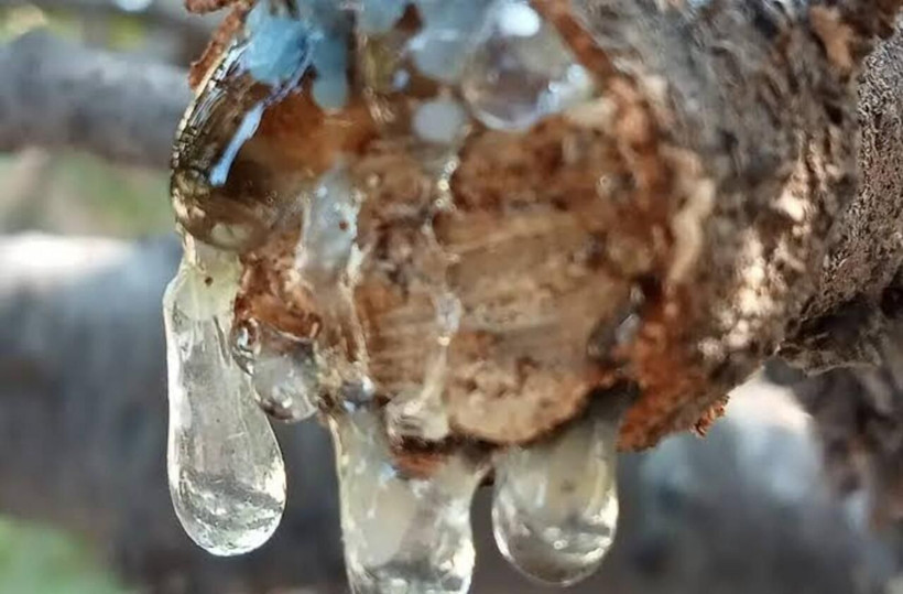 Kilosu 15 bin TL! Dünyada başka yerde yok - Resim: 3