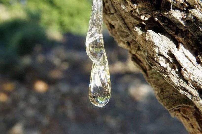 Kilogramı 20 bin lira! Türkiye’de sayısı 15 yılda 100 binden fazla arttı - Resim: 6