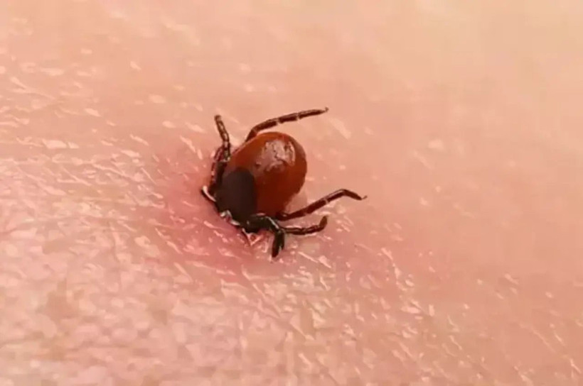 Uzmanlardan ülke geneline uyarı: Keneler yayılıyor! - Resim: 4