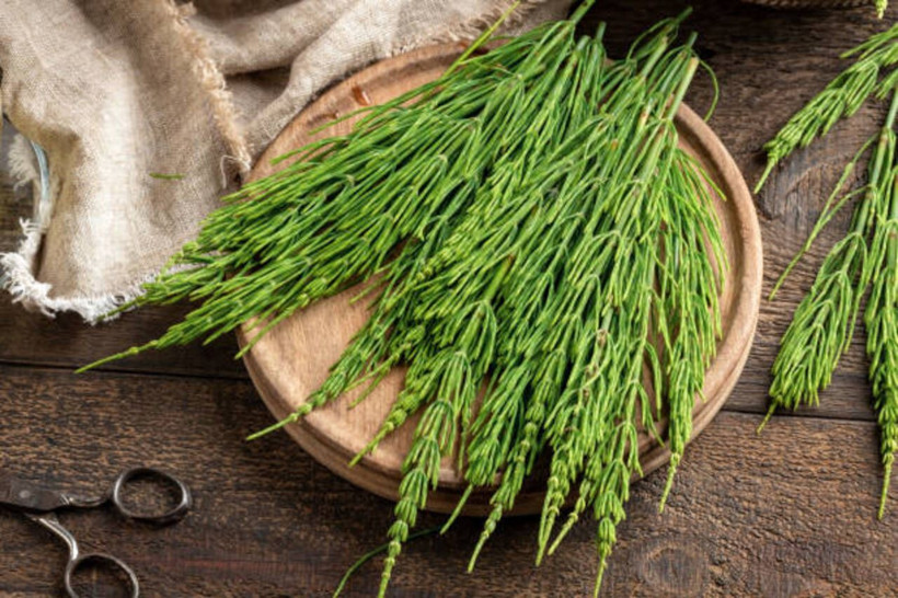 Şifalı bitkilerin yıldızı: Kırkkilit otu nedir, nelere iyi gelir? İşte bilinmeyen faydaları... - Resim: 1