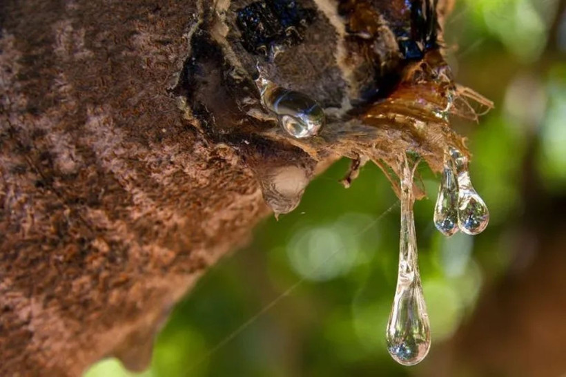 Kilogramı 20 bin lira! Türkiye’de sayısı 15 yılda 100 binden fazla arttı - Resim: 5